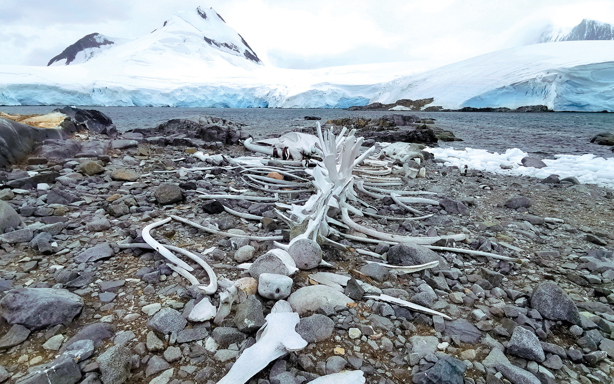 sailing-antarctica-nick-moloney-Goudier-Island-whale-skeleton