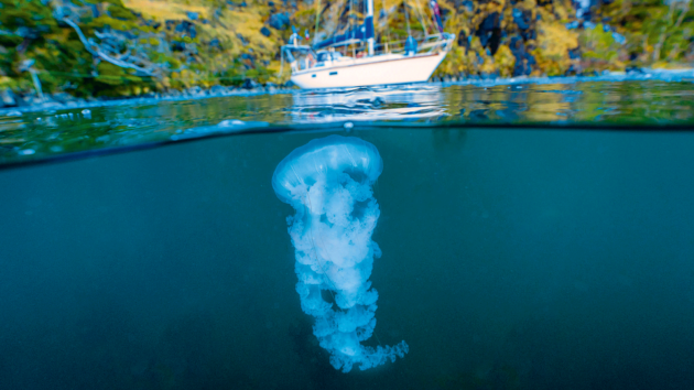 A jellyfish with a yacht floating on the water above